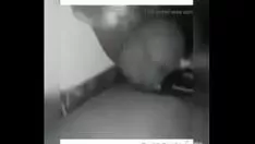 تشغيل تجميلي الجمالي الإباحية