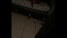 Riproduci Combatti quel gattino (jabbajaws)