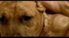 再生 Lekin グループ トレイ ソルテーション ナックル ダウンズ (2004)