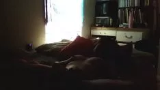 Reproduzir Missy brinca com gatinho